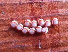 Polythysana rubrescens