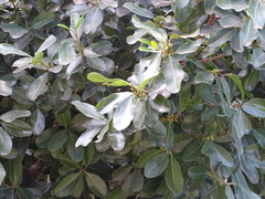 Sideroxylon inerme inerme