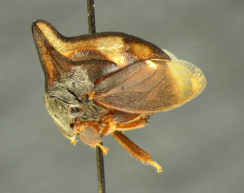 Genus Tritropidia · iNaturalist