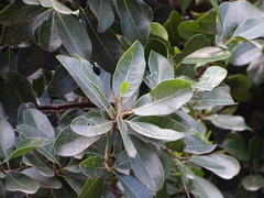Sideroxylon inerme inerme
