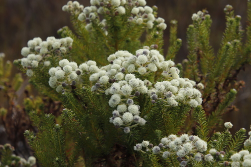 Image of Berzelia squarrosa by (c) Tony Rebelo, some rights reserved (CC BY-SA)