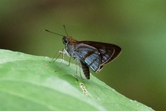 Paracarystus menestries