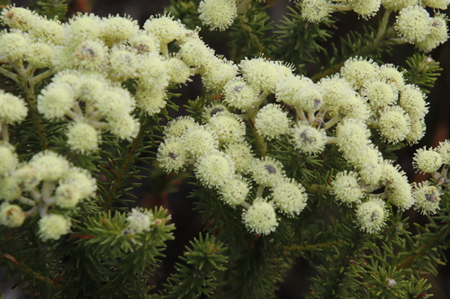 Image of Berzelia squarrosa by (c) Tony Rebelo, some rights reserved (CC BY-SA)