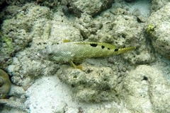 Epinephelus spilotoceps
