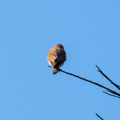 Falco tinnunculus