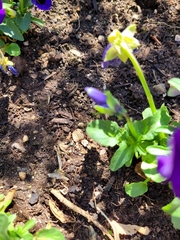 Viola × wittrockiana
