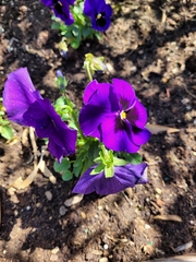 Viola × wittrockiana