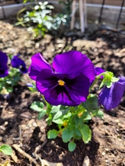 Viola × wittrockiana