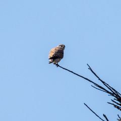 Falco tinnunculus