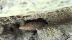 Papillifera papillaris