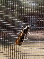 Dielis plumipes