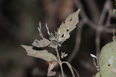Carlowrightia arizonica