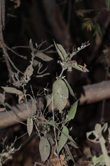 Carlowrightia arizonica