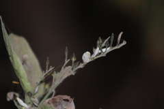 Carlowrightia arizonica
