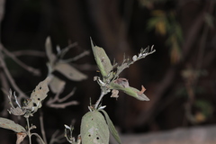 Carlowrightia arizonica