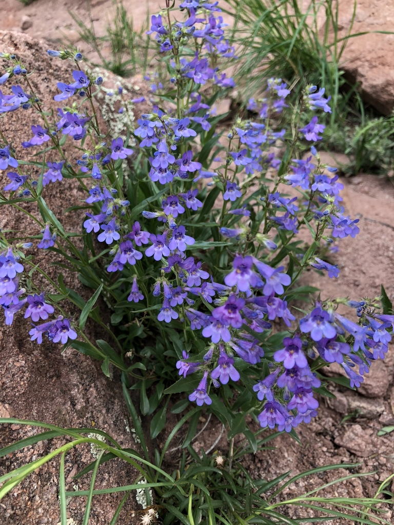 Front Range Beardtongue