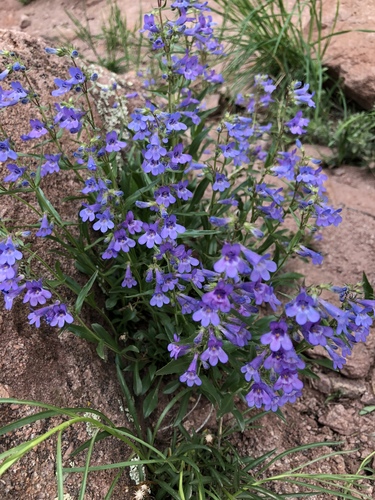 Front Range Beardtongue