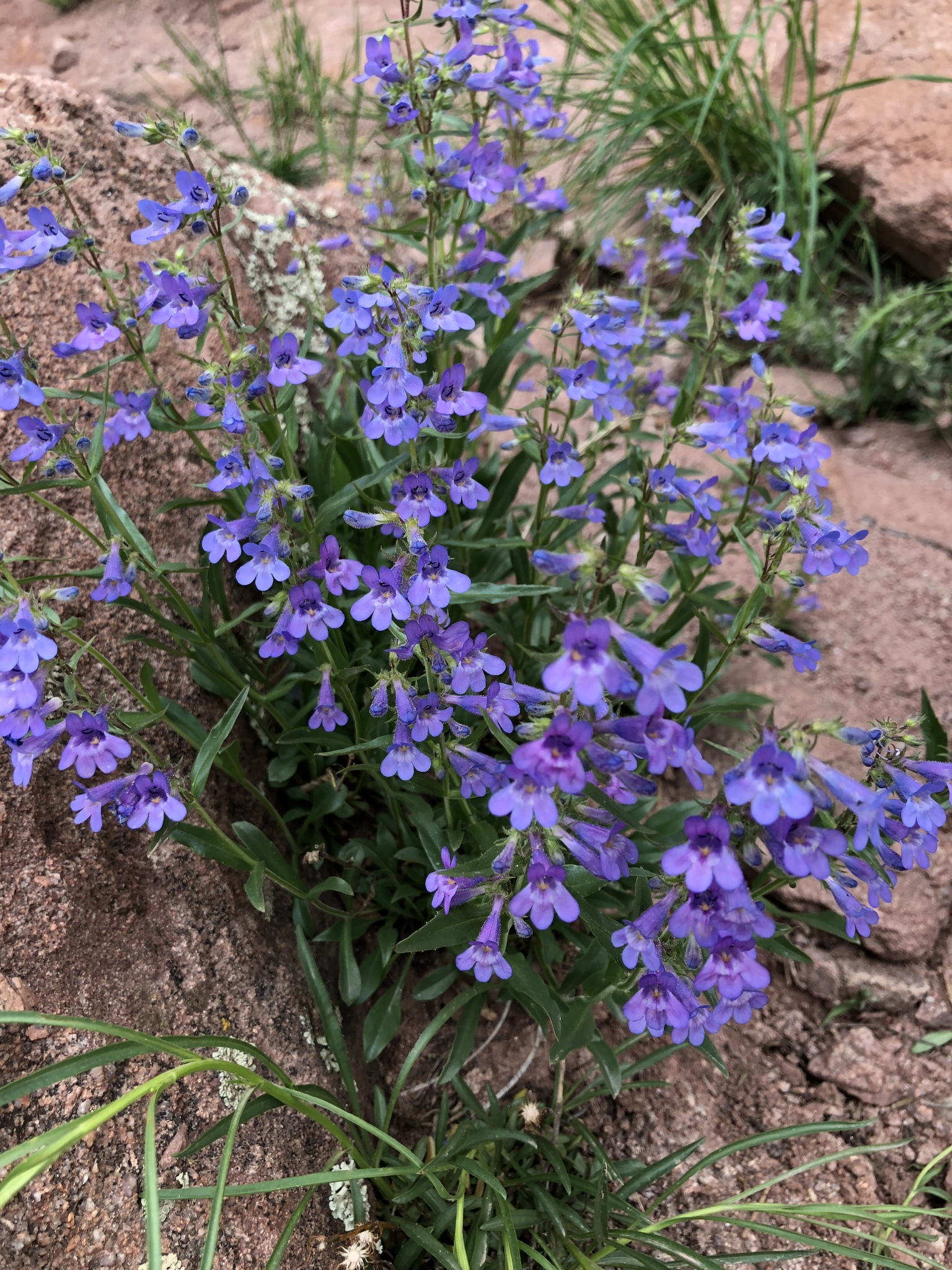 Penstemon virens