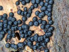 Rosellinia subiculata