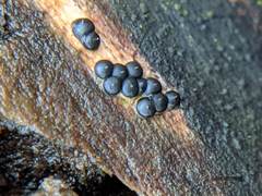 Rosellinia subiculata