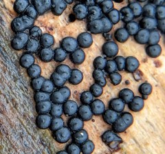 Rosellinia subiculata