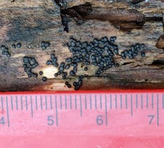 Rosellinia subiculata