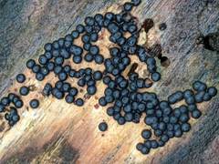 Rosellinia subiculata