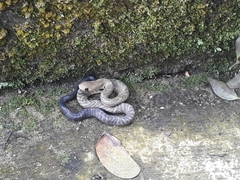 Drymarchon melanurus melanurus