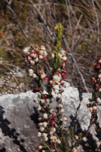 Image of Roughriver Heath (Erica grisbrookii) by (c) Tony Rebelo, some rights reserved (CC BY-SA)