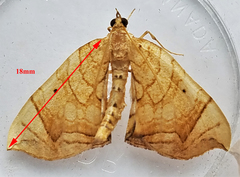 Eulithis gracilineata