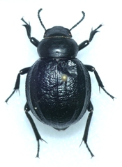 Pimelia angusticollis
