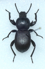 Scaurus atratus