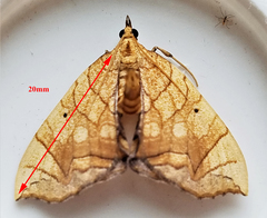 Eulithis gracilineata