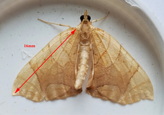 Eulithis diversilineata