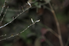 Carlowrightia arizonica