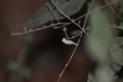 Carlowrightia arizonica