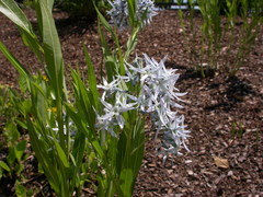 Amsonia illustris