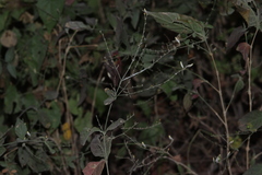 Carlowrightia arizonica