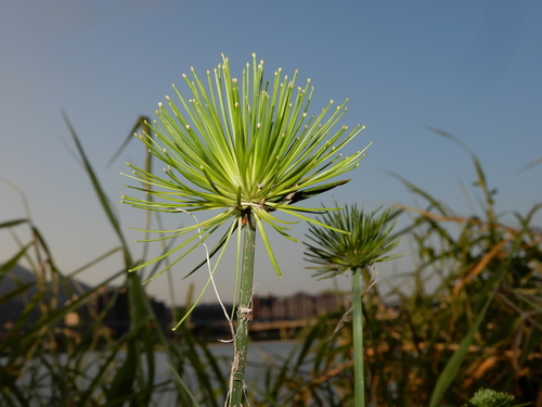 Cyperus prolifer