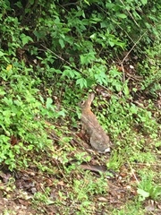 Sylvilagus floridanus