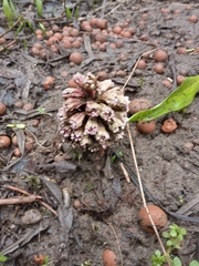 Petasites hybridus