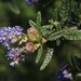 Wartleaf Ceanothus - Photo (c) James Bailey, some rights reserved (CC BY-NC), uploaded by James Bailey