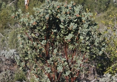 Arctostaphylos andersonii