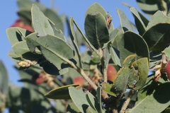 Arctostaphylos andersonii