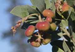 Arctostaphylos andersonii