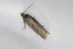 Epinotia celtisana