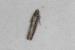 Epinotia celtisana