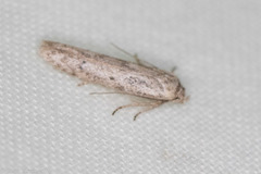Hypatopa punctiferella