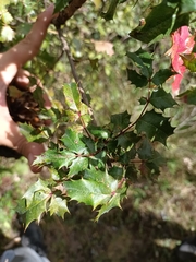 Berberis moranensis