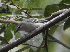 Mecocerculus stictopterus